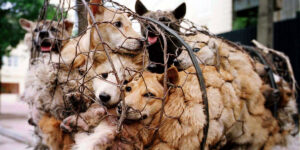 Yulin Dog Eating Festival